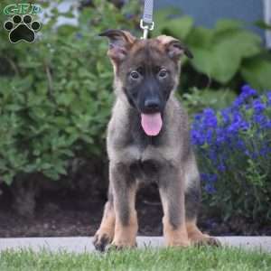 Koptan, German Shepherd Puppy